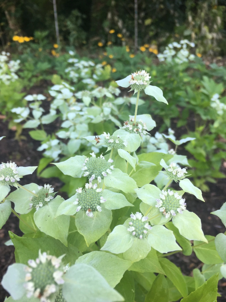 Native Plants and Planting Palettes by Earth Design, Inc. - Photo 12