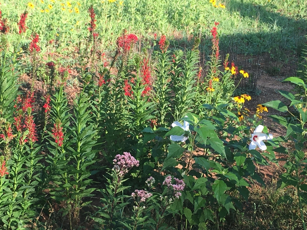 Native Plants and Planting Palettes by Earth Design, Inc. - Photo 17