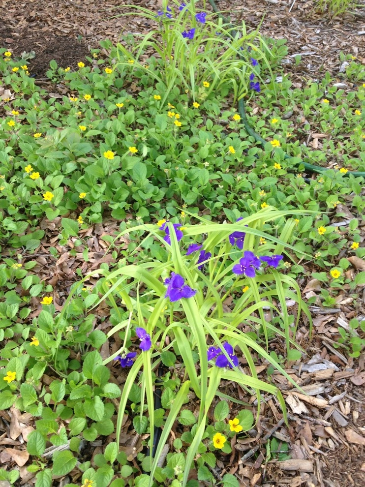 Native Plants and Planting Palettes by Earth Design, Inc. - Photo 11
