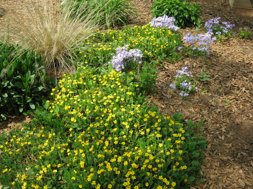 Native Plants and Planting Palettes by Earth Design, Inc. - Photo 41