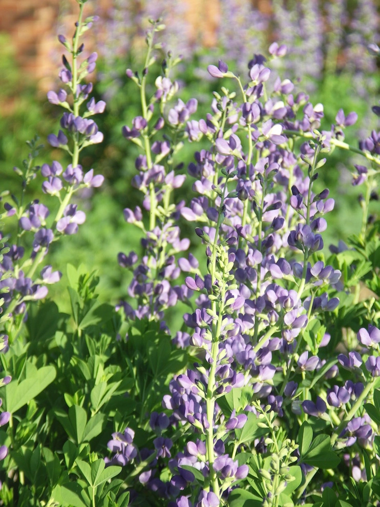 Native Plants and Planting Palettes by Earth Design, Inc. - Photo 19