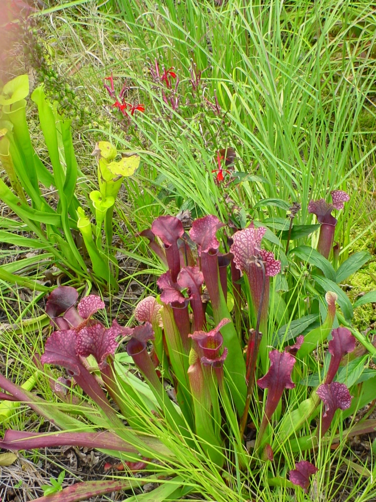 Native Plants and Planting Palettes by Earth Design, Inc. - Photo 43