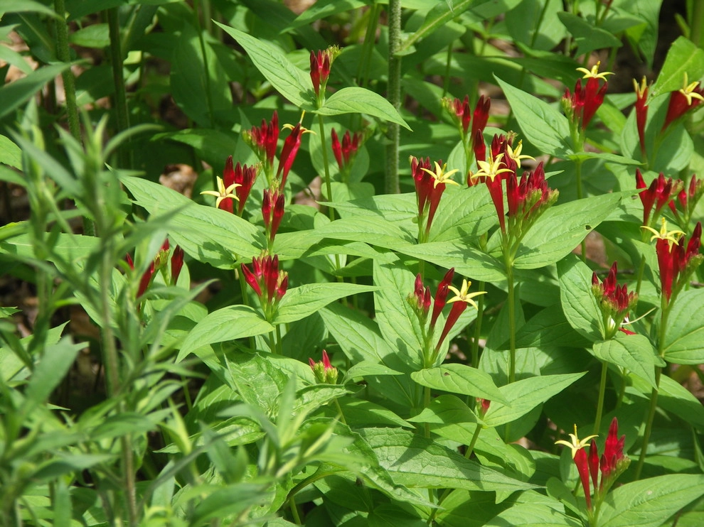 Native Plants and Planting Palettes by Earth Design, Inc. - Photo 46