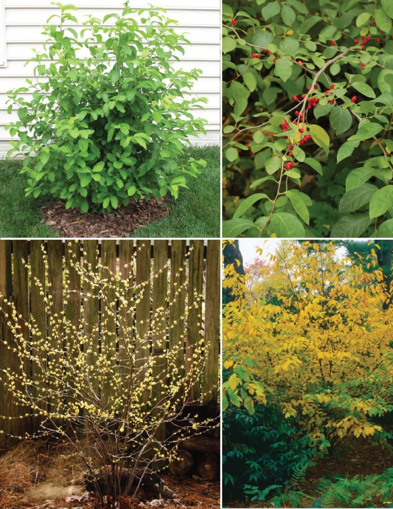 Native Plants and Planting Palettes by Earth Design, Inc. - Photo 23