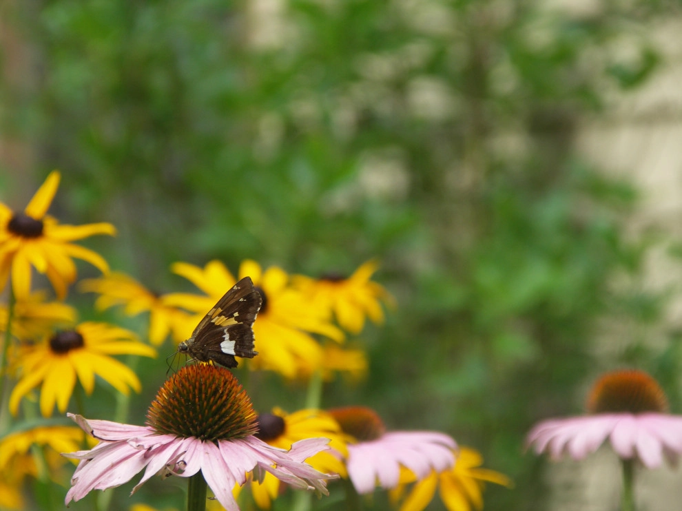 Native Plants and Planting Palettes by Earth Design, Inc. - Photo 26