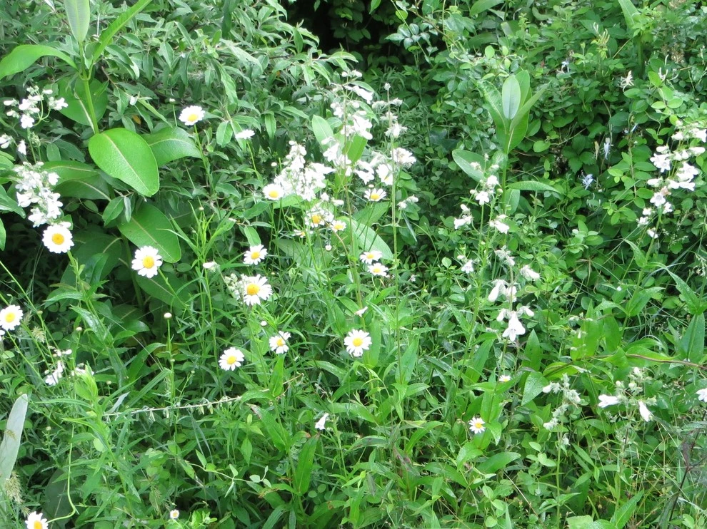 Meadow Restoration by Le Sueur Landscape Design - Photo 3