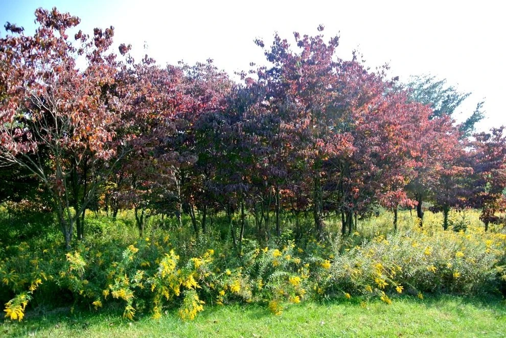 Landscape Designs by Le Sueur Landscape Design - Photo 4