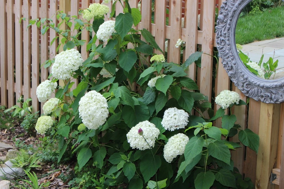 Native Oasis - DC by Le Sueur Landscape Design - Photo 3