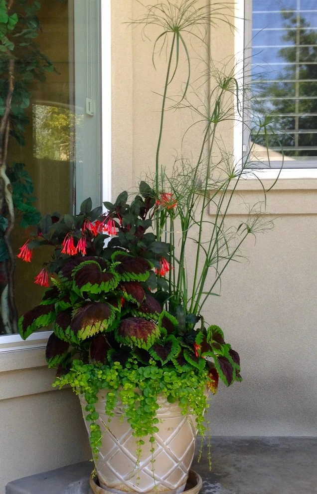 Container Planting by Lush Custom Gardening Company - Photo 21