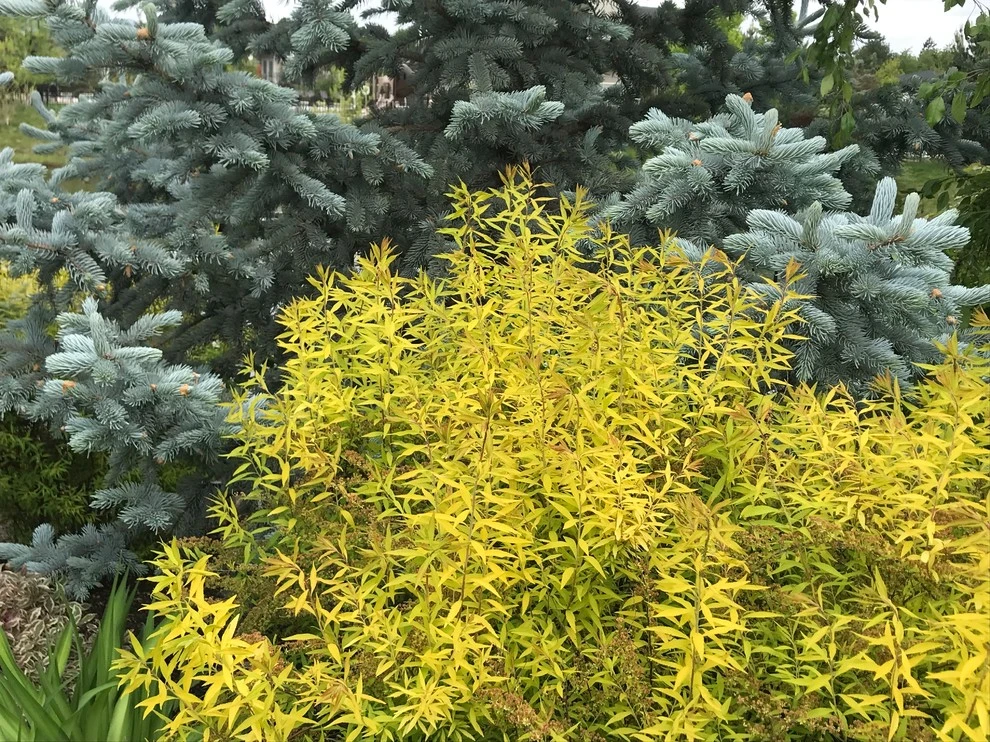 Perennial Bed Maintenance by Lush Custom Gardening Company - Photo 4