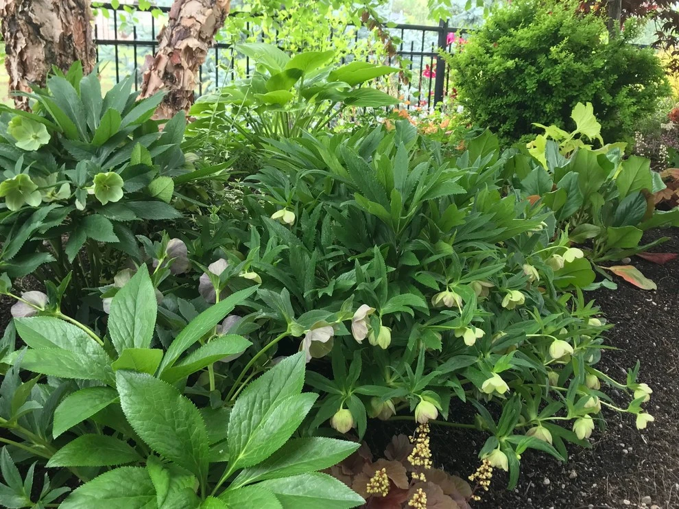 Perennial Bed Maintenance by Lush Custom Gardening Company - Photo 5