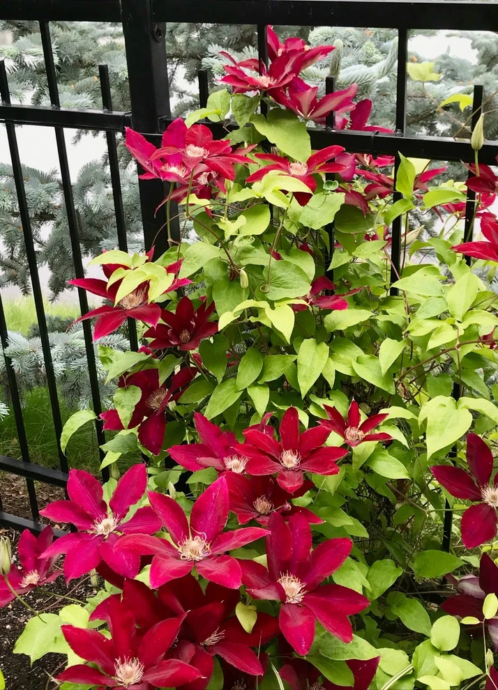 Perennial Bed Maintenance by Lush Custom Gardening Company - Photo 7