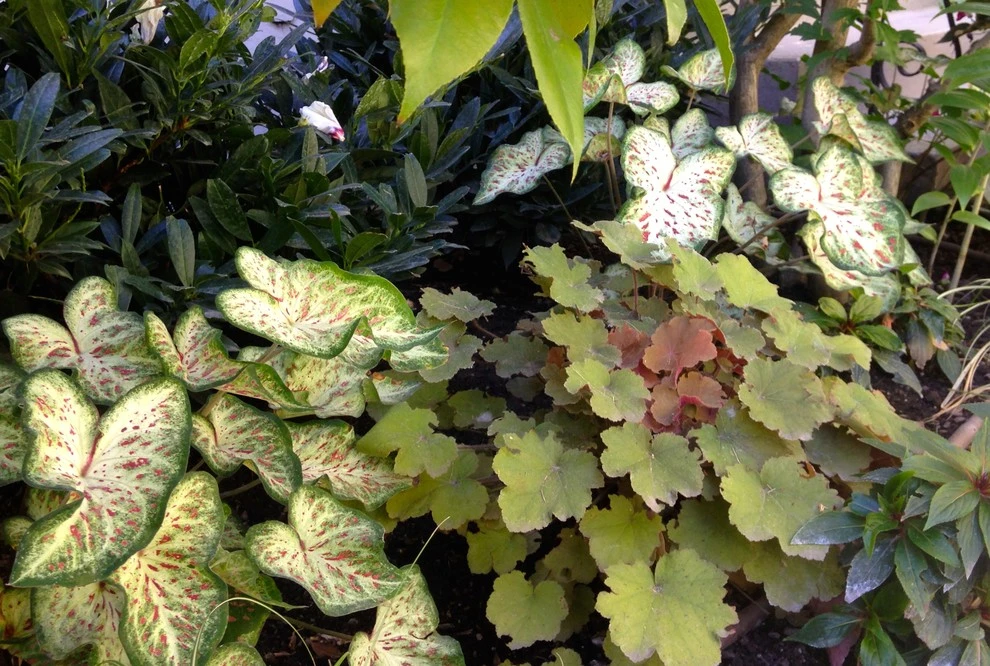Annual Planting Projects by Lush Custom Gardening Company - Photo 5