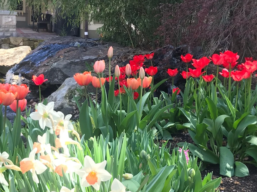 Best of Spring Color by Lush Custom Gardening Company - Photo 5