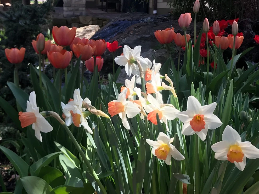 Best of Spring Color by Lush Custom Gardening Company - Photo 9