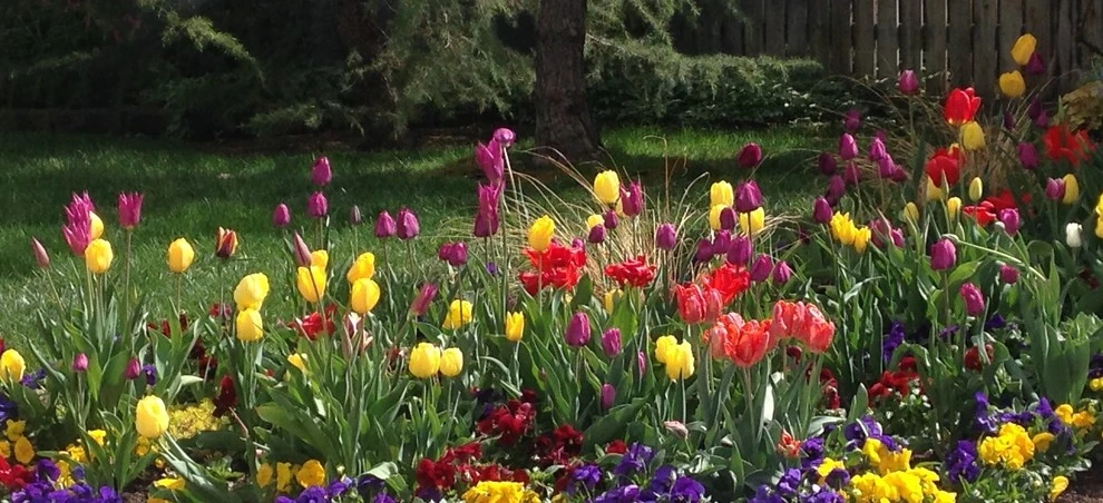 Best of Spring Color by Lush Custom Gardening Company - Photo 3