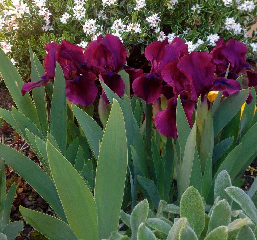 Best of Spring Color by Lush Custom Gardening Company - Photo 4