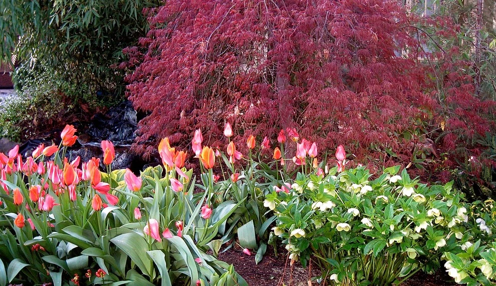 Best of Spring Color by Lush Custom Gardening Company - Photo 13