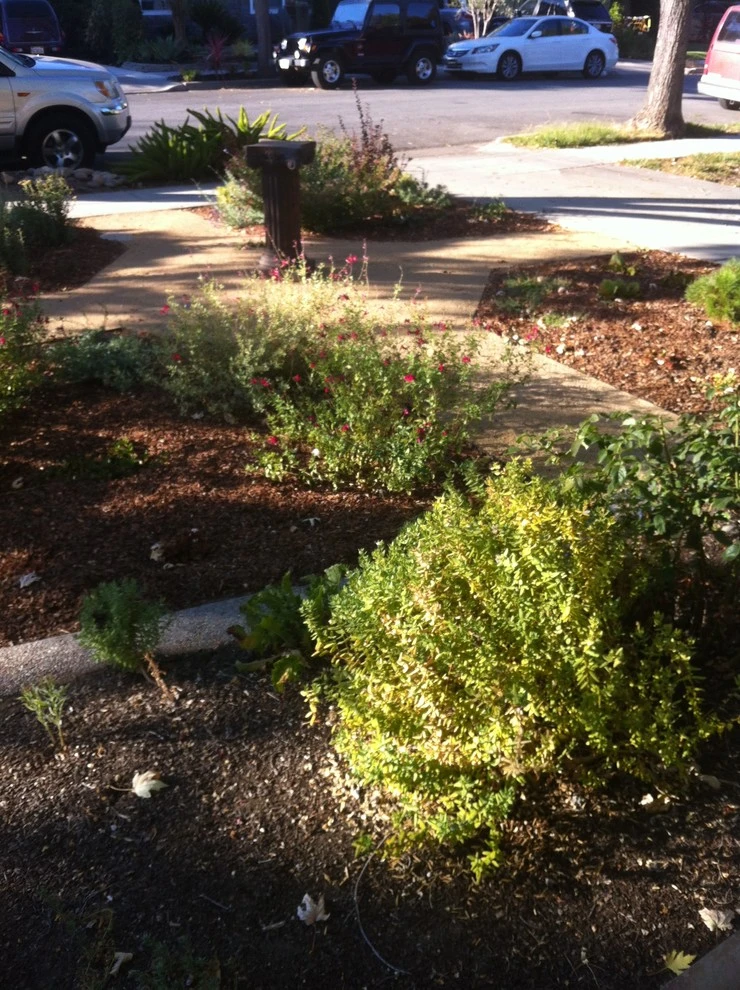 Formal Garden with low water plants by Hortus Design Sustainable Landscapes - Photo 8