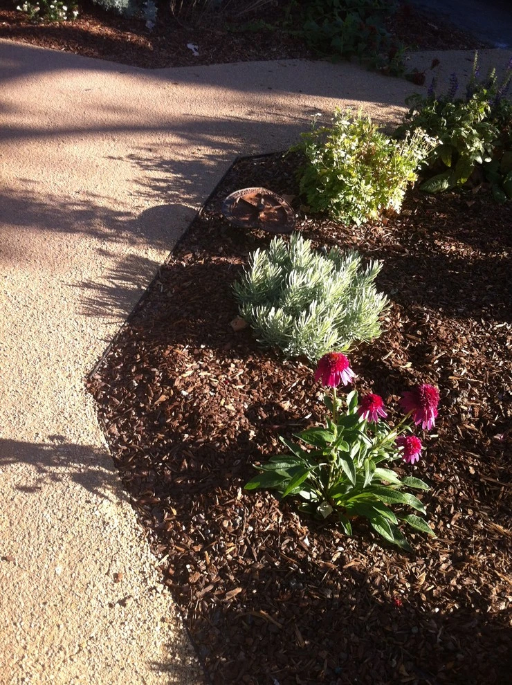 Formal Garden with low water plants by Hortus Design Sustainable Landscapes - Photo 30
