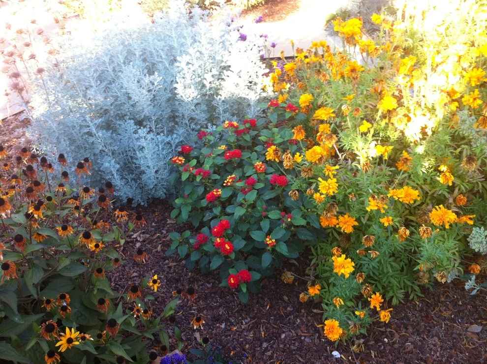 Formal Garden with low water plants by Hortus Design Sustainable Landscapes - Photo 14