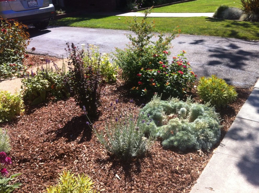 Formal Garden with low water plants by Hortus Design Sustainable Landscapes - Photo 28