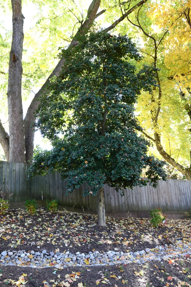 Backyard creek bed by Earth Essence Designs - Photo 5
