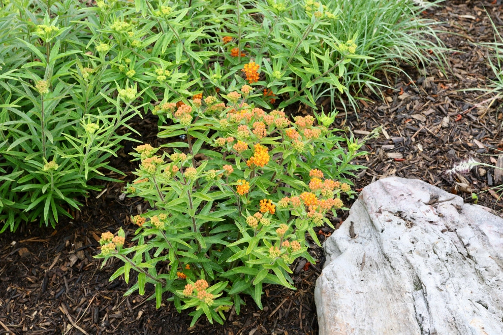Front Yard Pollinator Paradise by Earth Essence Designs - Photo 41