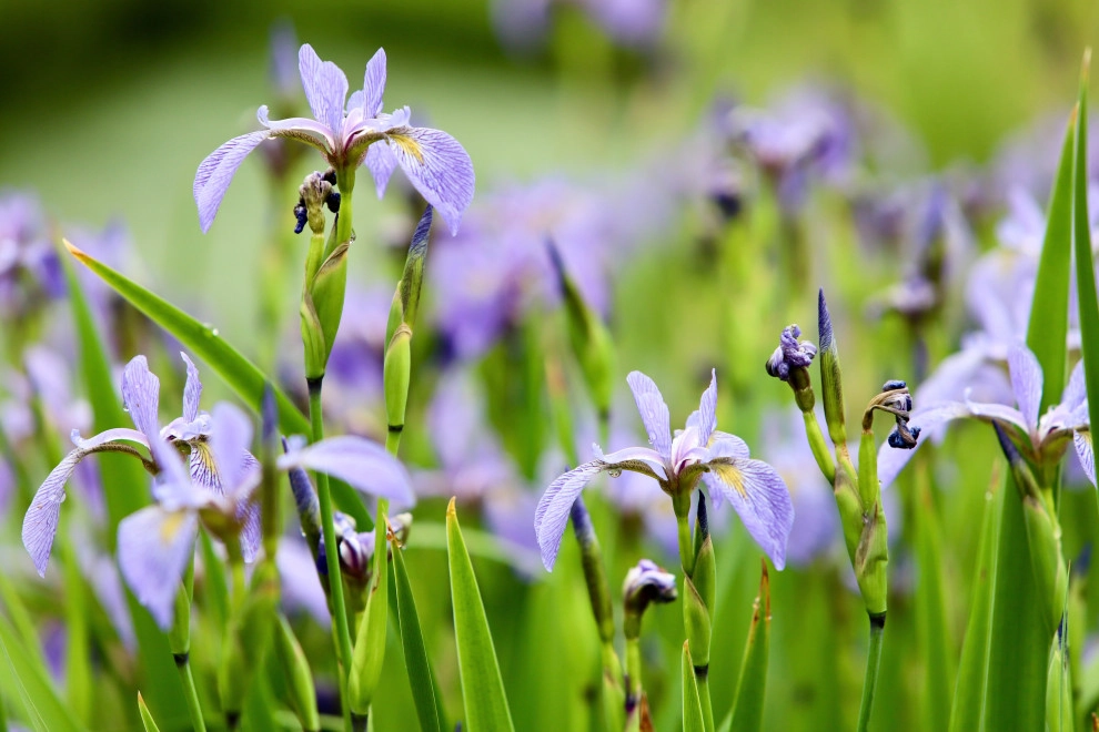 Front Yard Pollinator Paradise by Earth Essence Designs - Photo 5