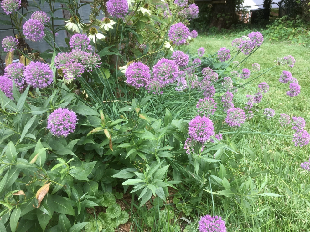 Herb garden by Earth Essence Designs - Photo 12
