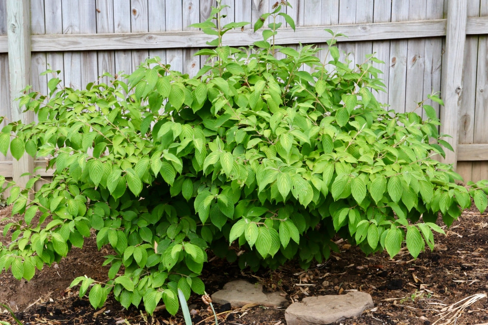 Deer resistant backyard by Earth Essence Designs - Photo 9