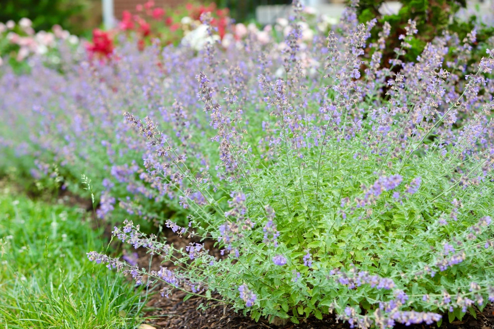 Front Yard Pollinator Paradise by Earth Essence Designs - Photo 33