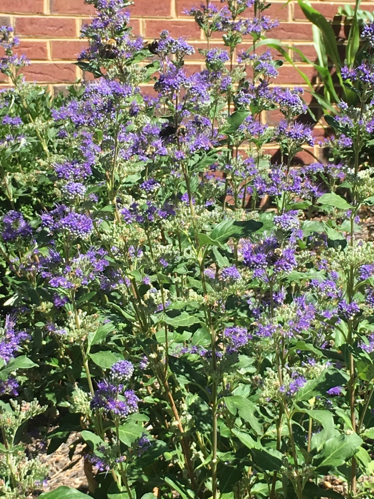 Front Yard Pollinator Paradise by Earth Essence Designs - Photo 23