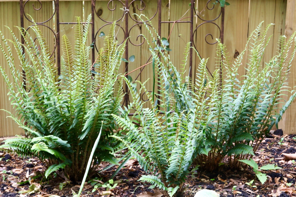 Deer resistant backyard by Earth Essence Designs - Photo 3