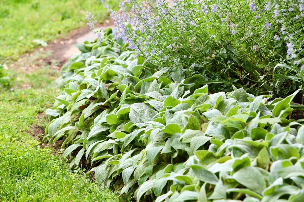 Deer resistant backyard by Earth Essence Designs - Photo 14