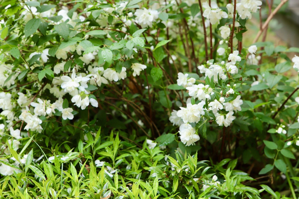 Deer resistant backyard by Earth Essence Designs - Photo 10