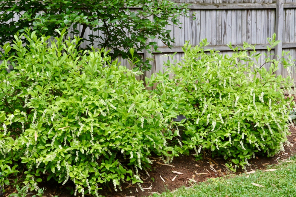 Deer resistant backyard by Earth Essence Designs - Photo 11