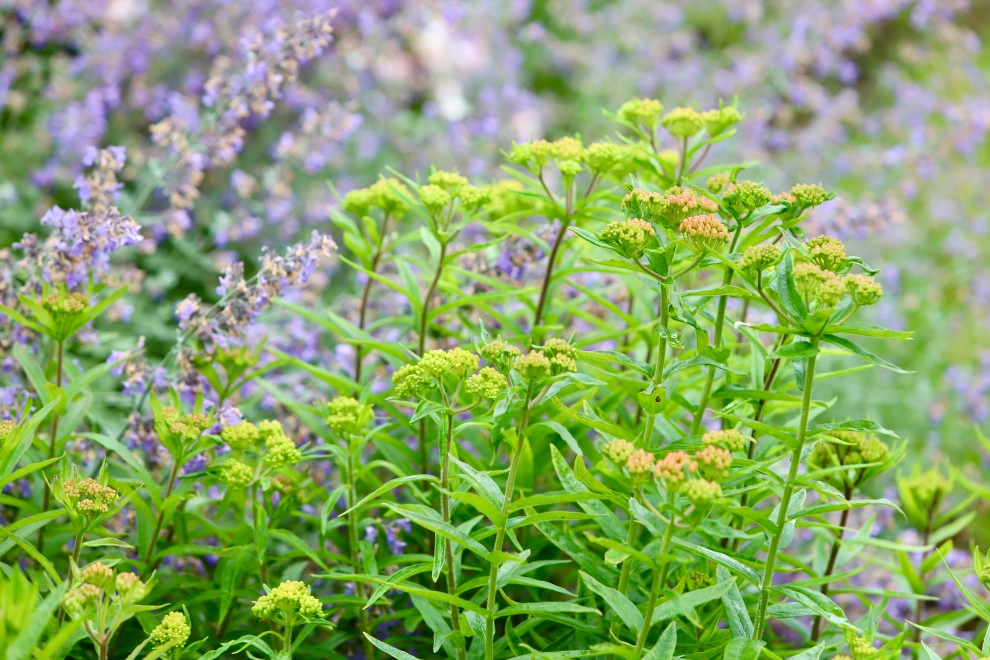 Front Yard Pollinator Paradise by Earth Essence Designs - Photo 6