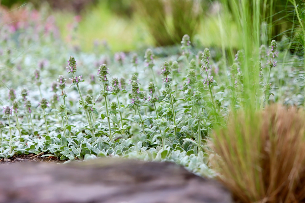 Front Yard Pollinator Paradise by Earth Essence Designs - Photo 18