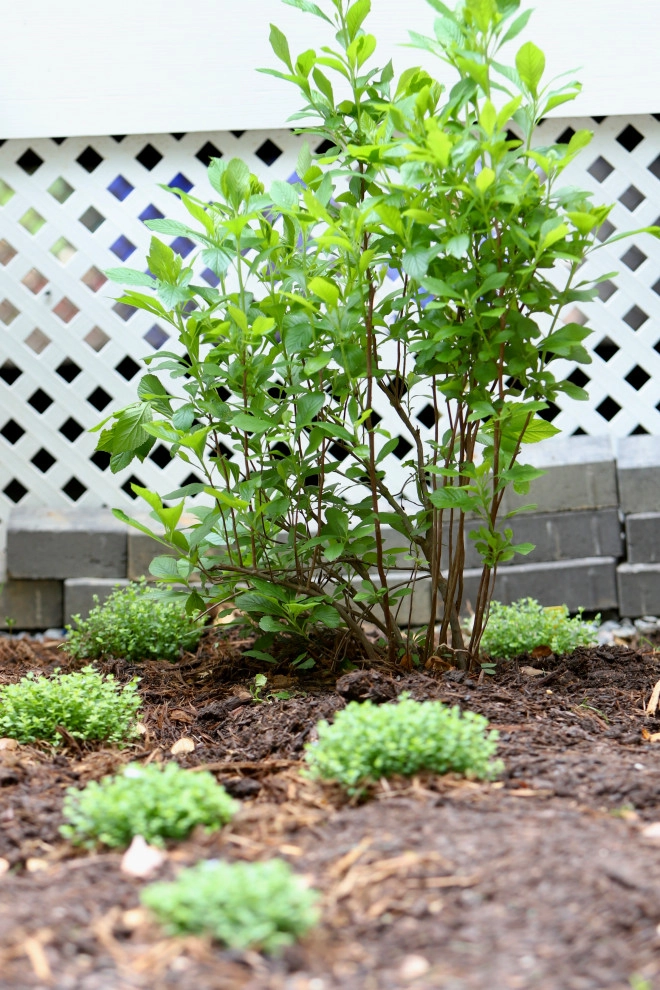 Drainage and shade by Earth Essence Designs - Photo 6