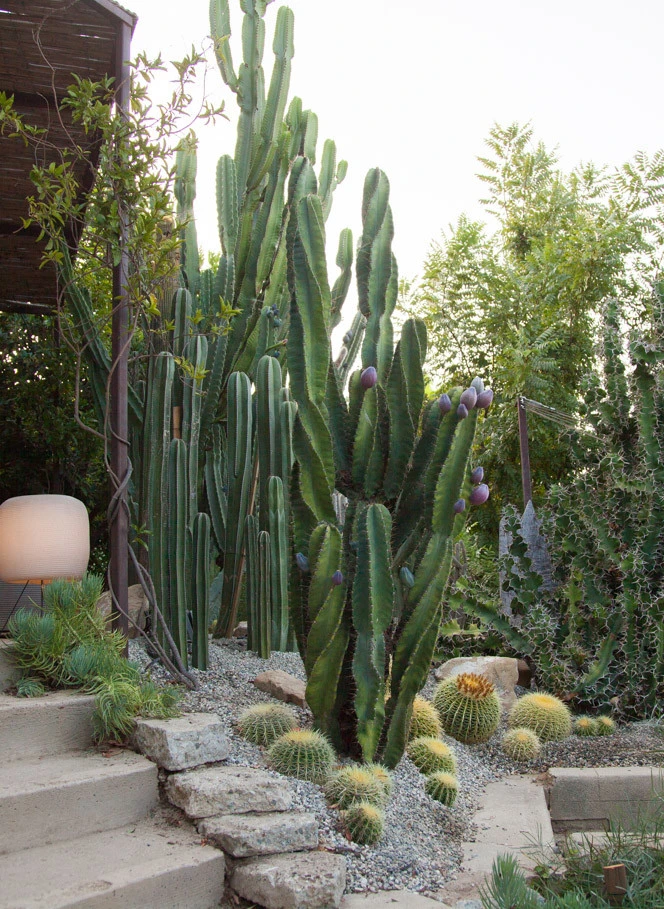 Elysian Park residence by Native By Design Landscapes - Photo 37