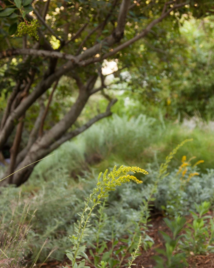 Elysian Park residence by Native By Design Landscapes - Photo 7