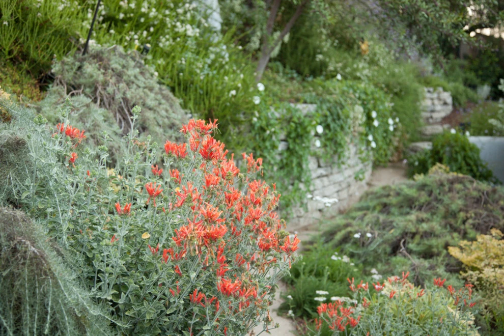 Elysian Park residence by Native By Design Landscapes - Photo 40