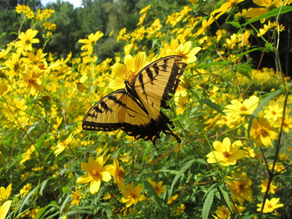 Native Meadows - Photo 5