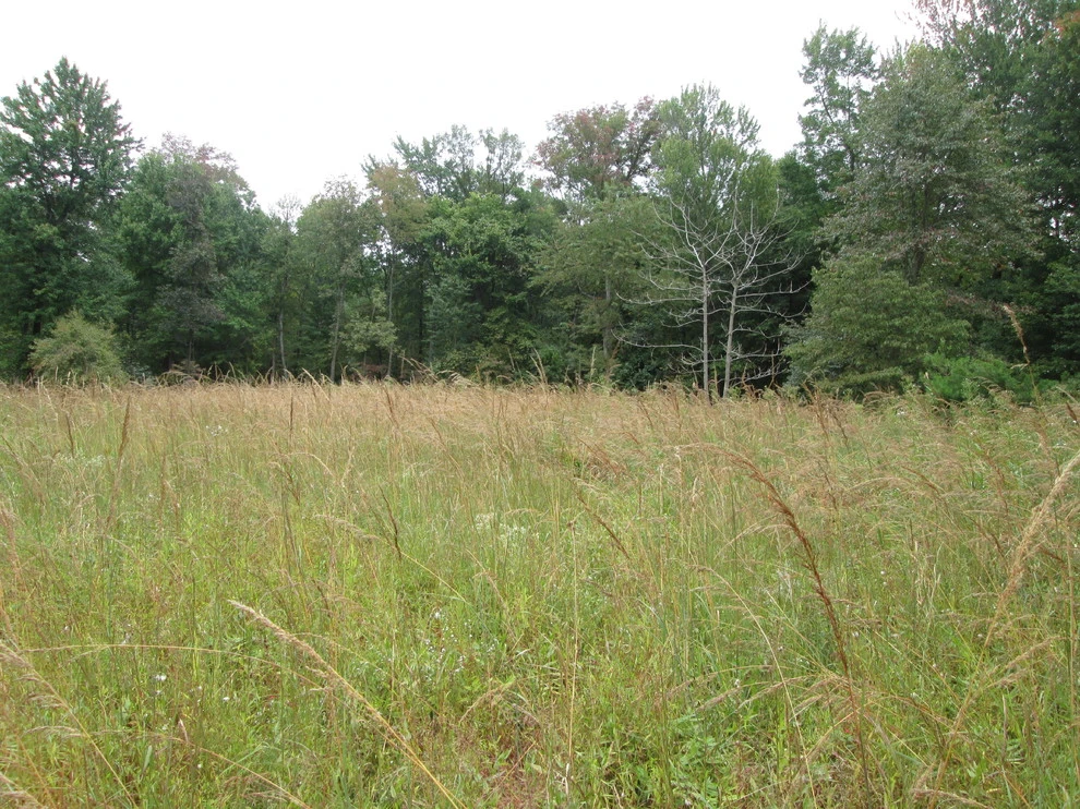 Native Meadows - Photo 4