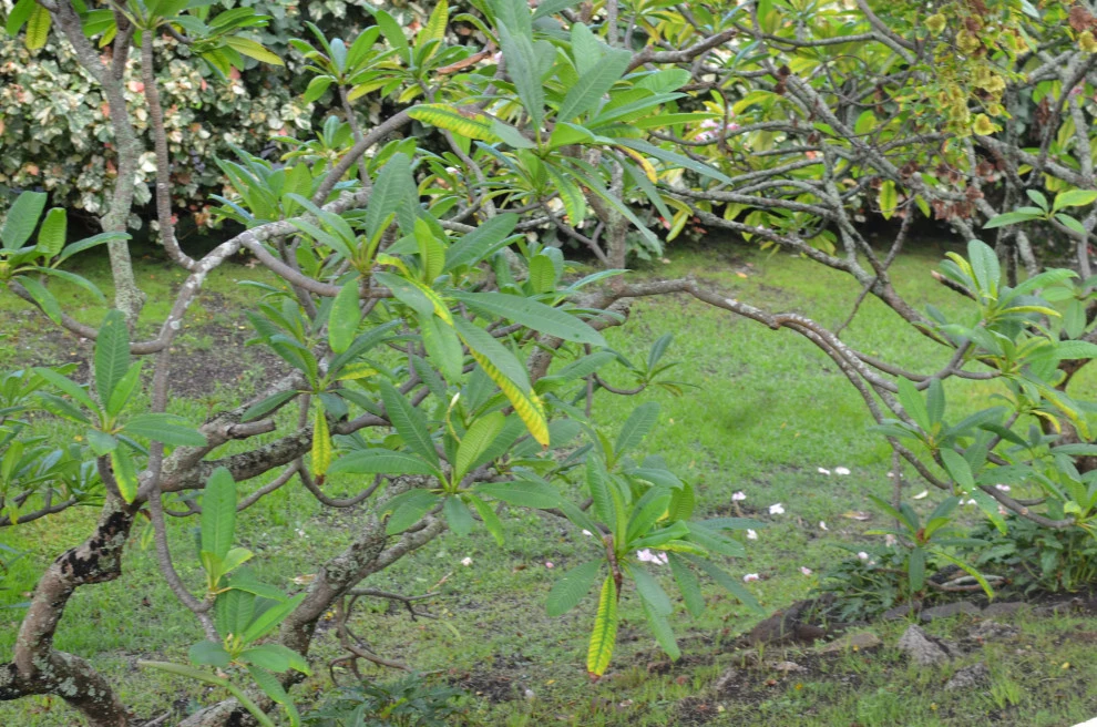 Lush Plants & Stepping Stones by Lanaiscapes - Photo 41