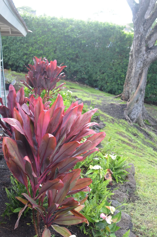Lush Plants & Stepping Stones by Lanaiscapes - Photo 2