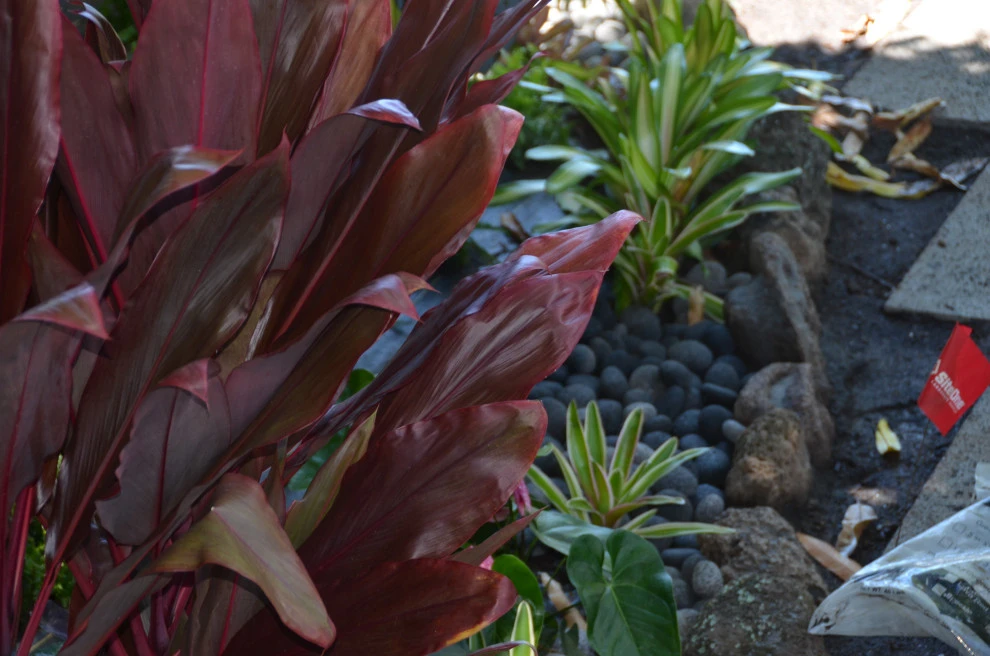 Lush Plants & Stepping Stones by Lanaiscapes - Photo 14