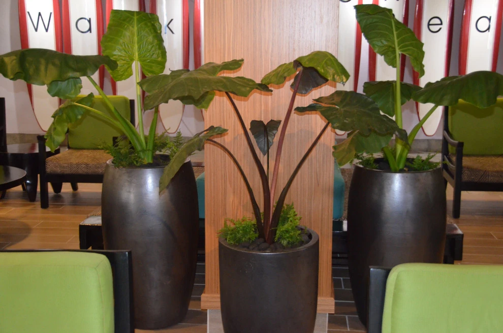 Waikiki Beach Hotel by Lanaiscapes - Photo 18