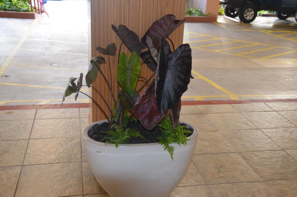 Waikiki Beach Hotel by Lanaiscapes - Photo 14
